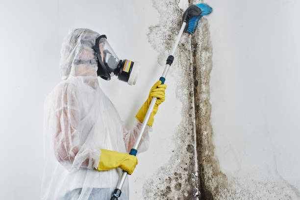 Best Residential Mold Removal  in Yakima, WA
