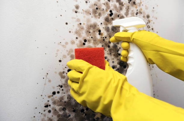 Best Affordable Mold Removal  in Yakima, WA